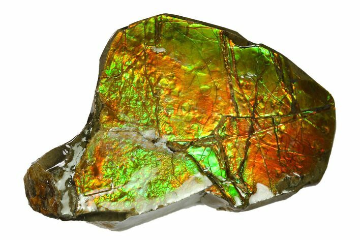 Iridescent Ammolite (Fossil Ammonite Shell) - Alberta, Canada #143548